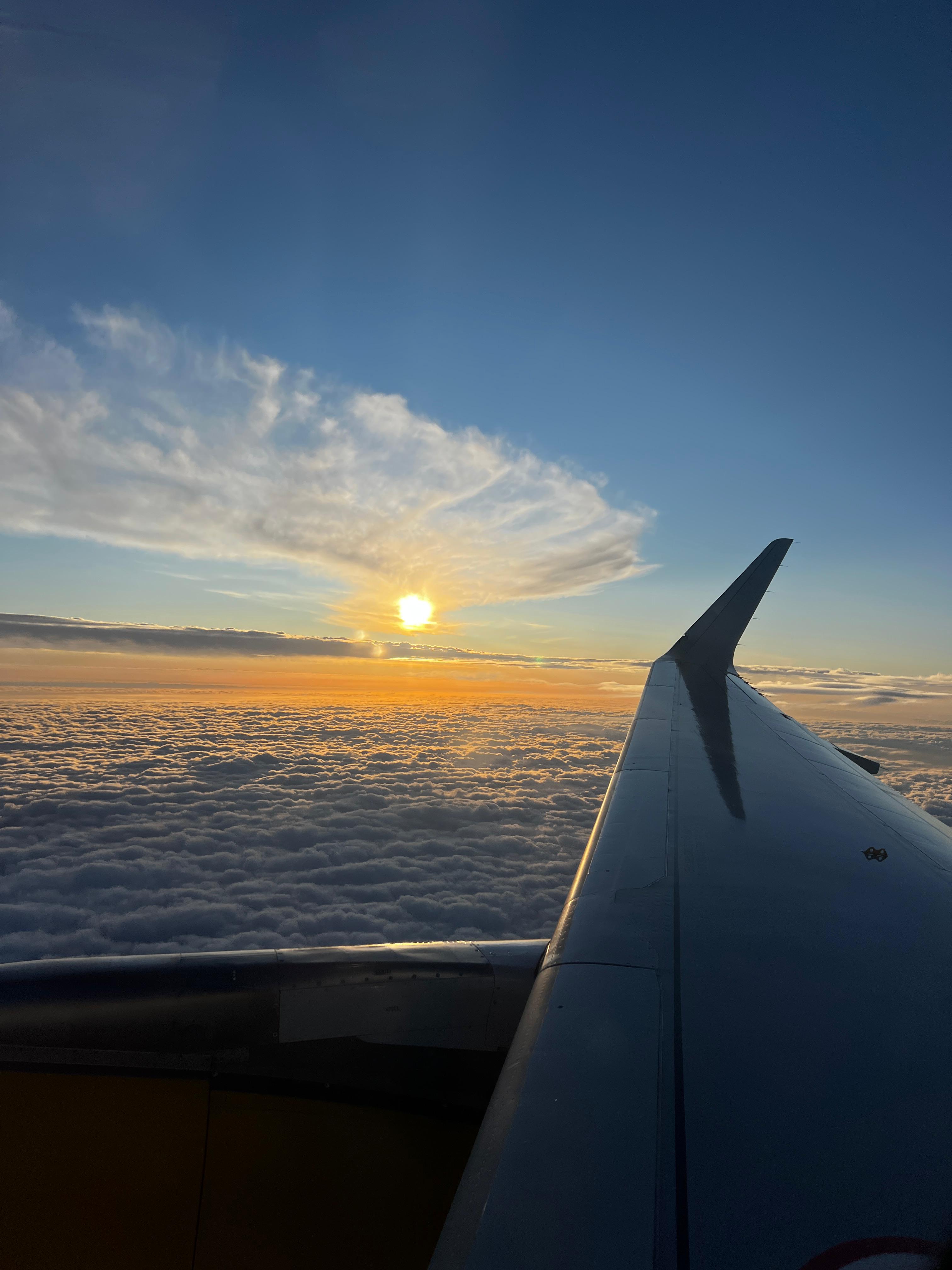León en safari por Tanzania